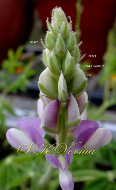  Inflorescence (Young)
